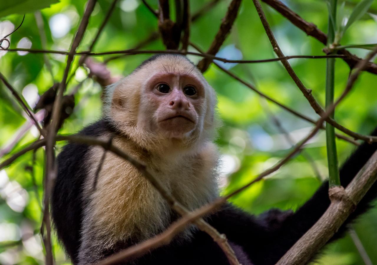 Hotel Manuel Antonio Εξωτερικό φωτογραφία