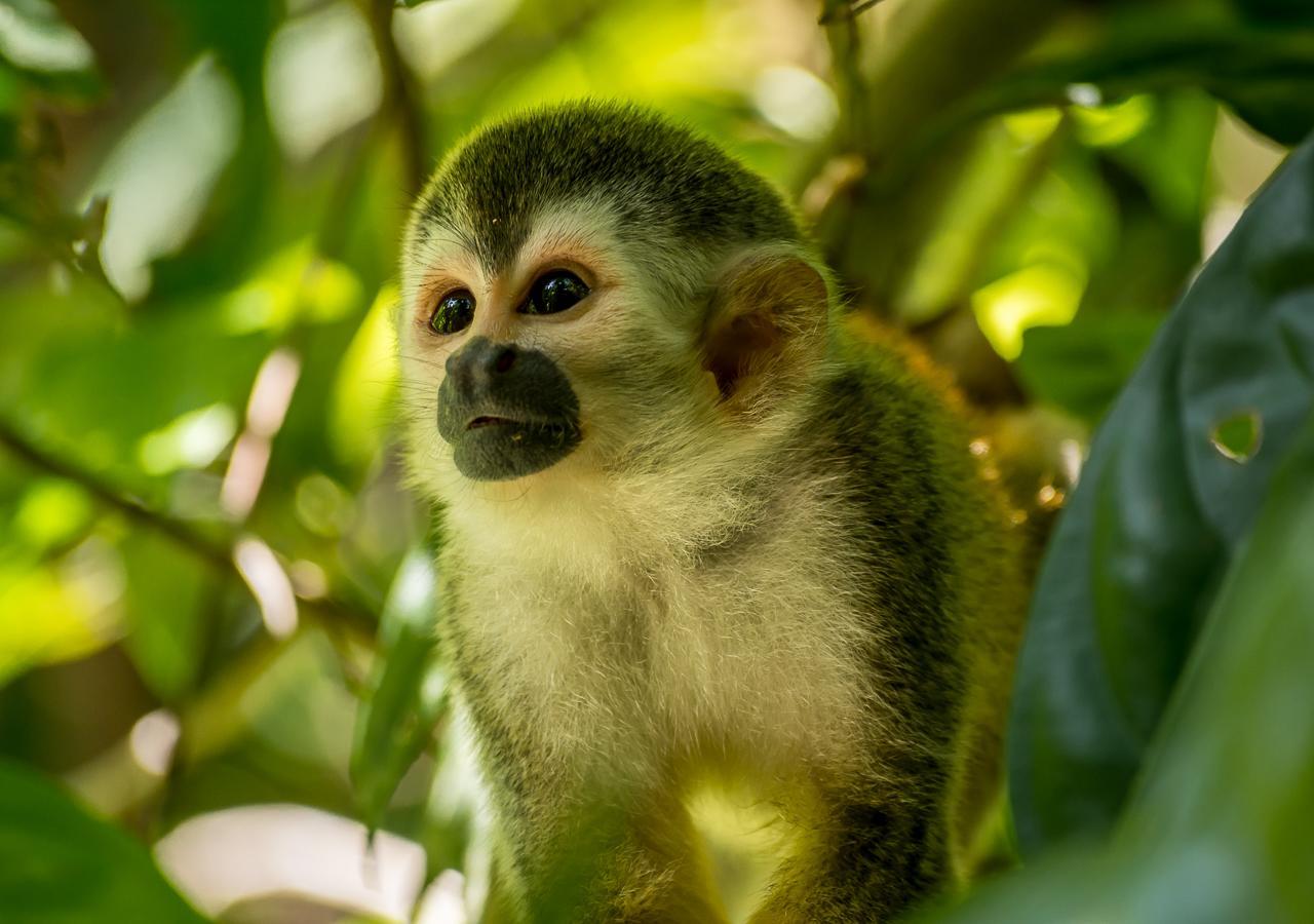 Hotel Manuel Antonio Εξωτερικό φωτογραφία