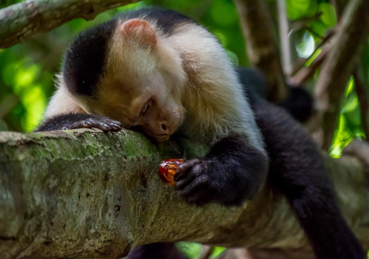 Hotel Manuel Antonio Εξωτερικό φωτογραφία