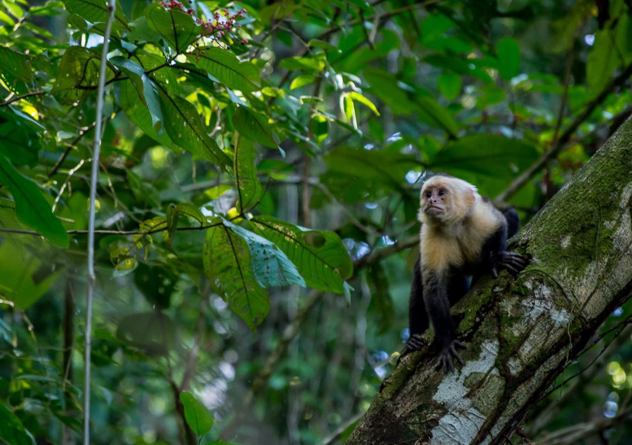 Hotel Manuel Antonio Εξωτερικό φωτογραφία