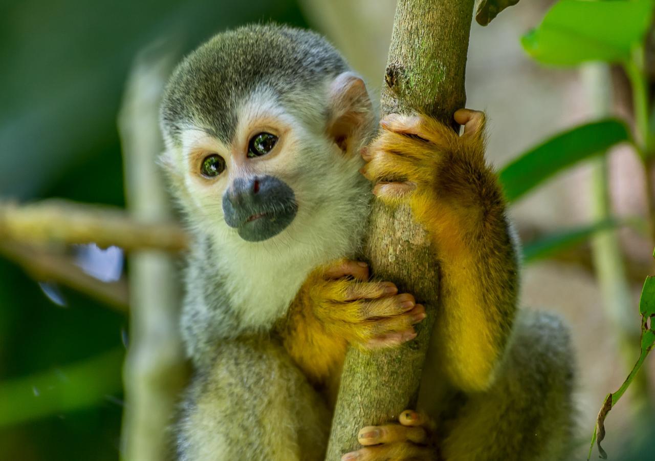 Hotel Manuel Antonio Εξωτερικό φωτογραφία