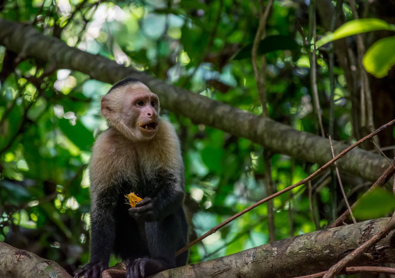 Hotel Manuel Antonio Εξωτερικό φωτογραφία